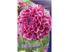 Dahlia Hi Impact 63,2�.jpg