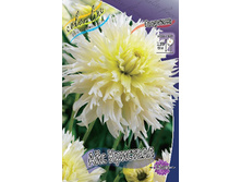 Dahlia Ice Crystal 61,2�.jpg