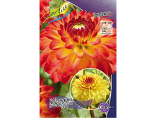 Dahlia Icoon 61,2�.jpg