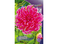 Dahlia Jane 53,8�.jpg