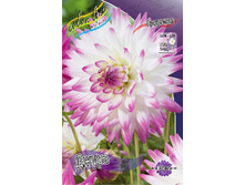Dahlia Jura 61,2�.jpg
