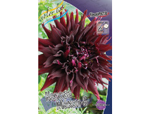 Dahlia Kenora Macop B 80�.jpg