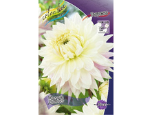 Dahlia Kiev 63,2�.jpg