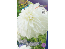 Dahlia Lady Liberty 63,2�.jpg