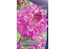 Dahlia Lake Michigan 61,2�.jpg