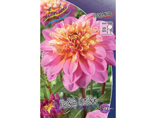 Dahlia Life Style 63,2�.jpg
