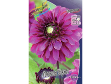 Dahlia Lilac Bull 51,8�.jpg