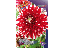 Dahlia Little Tiger 53,2�.jpg