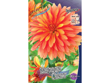 Dahlia Melody Swing 68,6�.jpg