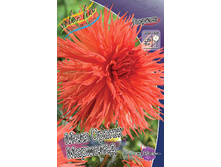 Dahlia Mel's Orange Marmelade 63,2�.jpg