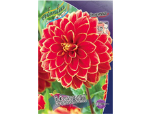 Dahlia Maxime 63,2�.jpg