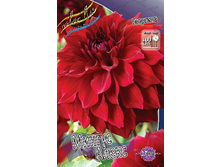 Dahlia Mingus Alex 67,9�.jpg