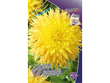 Dahlia Mingus Joshua 63,2�.jpg