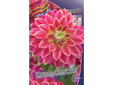 Dahlia Mr. Optimist 61,2�.jpg