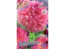 Dahlia Myrtle's Folly 63,2�.jpg