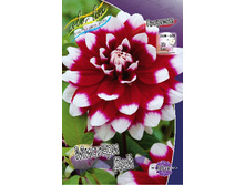 Dahlia Mystery Day 53,2�.jpg