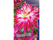 Dahlia Nomi's Star 63,2�.jpg