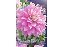 Dahlia Offshore Dream 62,6�.jpg