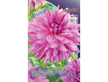 Dahlia Painted Girl 63,2�.jpg