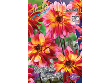Dahlia Pastel Florart 61,2�.jpg