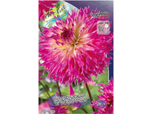Dahlia Philothea 63,2�.jpg