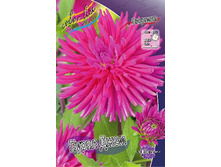 Dahlia Purple Gem 54,5�.jpg