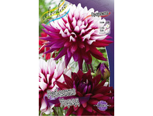 Dahlia Rebecca's World 69,9�.jpg
