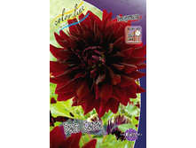 Dahlia Rip City 63,2�.jpg