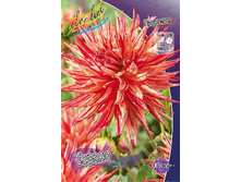Dahlia Serano 61,2�.jpg