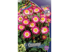 Dahlia Sweetheart 54,5�.jpg