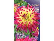 Dahlia Tahiti Sunrise 63,2�.jpg