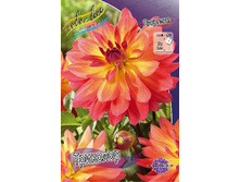 Dahlia Tricolore 61,2�.jpg