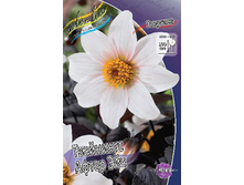 Dahlia Twynings After Eight 62,6�.jpg