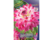 Dahlia Uncle Hankey 61,2�.jpg