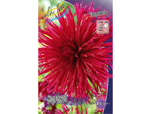 Dahlia Urchin 64,6�.jpg
