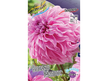 Dahlia Vassio Meggos 53,2�.jpg