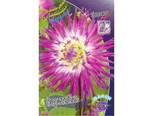Dahlia Veritable 59,9�.jpg
