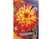 Dahlia Vuurvogel 54,5�.jpg