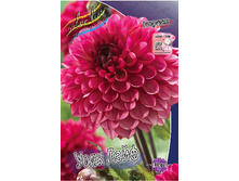 Dahlia Walk of Life 63,2�.jpg