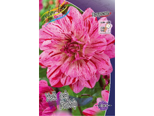 Dahlia Way Of Life 63,6�.jpg