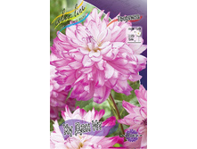 Dahlia Who Dun It 63,2�.jpg