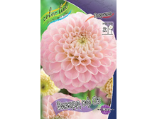 Dahlia Wizard Of Oz 59,9�.jpg