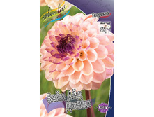 Dahlia Wine Eyed Jill 61,2�.jpg