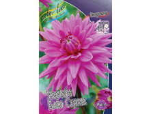 Dahlia Worton Blue Streak 63,2�.jpg