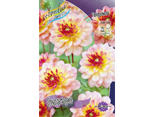 Dahlia Zingaro 56,5�.jpg