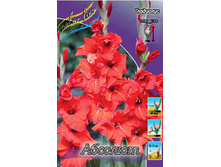 Gladiolus Absolute 10��.  57,2�.jpg