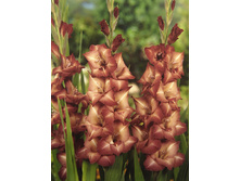 Gladiolus Antica 10��.  60,7�.jpg