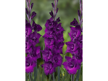 Gladiolus Astarte 10��.  71,6�.jpg