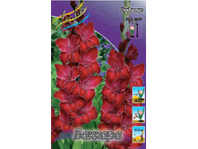 Gladiolus Baccara 10��.  57,2�.jpg