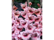 Gladiolus Bastia 10��.  62,4�.jpg
